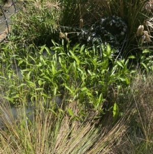 Sagittaria platyphylla at Phillip, ACT - 19 Oct 2023