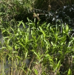 Sagittaria platyphylla at Phillip, ACT - 19 Oct 2023 11:14 AM