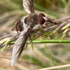 Trichophthalma sp. (genus) (Tangle-vein fly) at Sth Tablelands Ecosystem Park - 23 Nov 2023 by galah681
