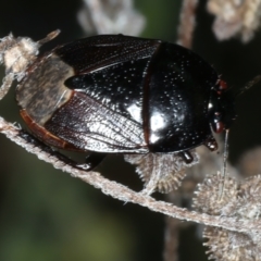 Adrisa sp. (genus) (Burrowing Bug) at Ainslie, ACT - 30 Dec 2022 by jb2602