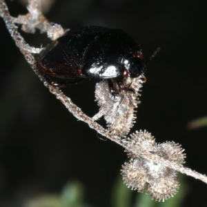 Adrisa sp. (genus) at Mount Ainslie - 30 Dec 2022