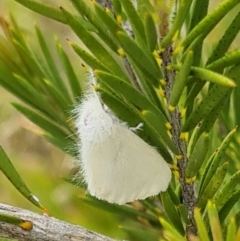 Acyphas (genus) (An Erebid moth) at NAS100: STEP Dam Lot 100 - 23 Nov 2023 by galah681