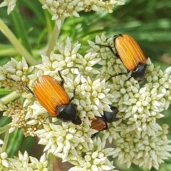Phyllotocus kingii (Nectar scarab) at Yass River, NSW - 20 Nov 2023 by SenexRugosus
