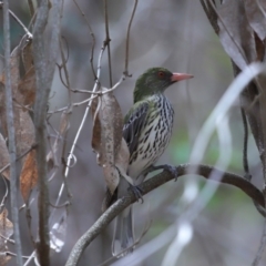 Oriolus sagittatus (Olive-backed Oriole) at Capalaba, QLD - 21 Nov 2023 by TimL