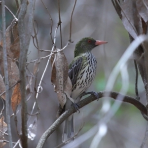 Oriolus sagittatus at Capalaba, QLD - 22 Nov 2023