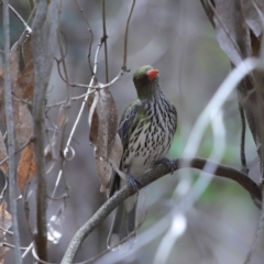 Oriolus sagittatus at Capalaba, QLD - 22 Nov 2023