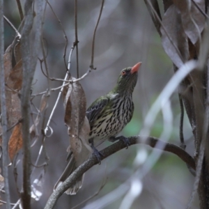 Oriolus sagittatus at Capalaba, QLD - 22 Nov 2023