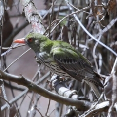 Oriolus sagittatus at Capalaba, QLD - 22 Nov 2023