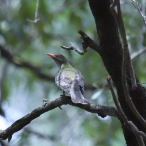 Oriolus sagittatus at Capalaba, QLD - 22 Nov 2023