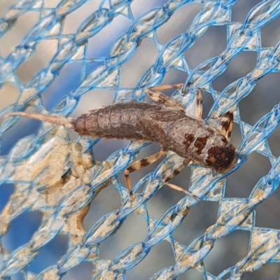 Ephemeroptera (order) at Yass River, NSW - 21 Nov 2023 by SenexRugosus