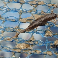 Unverified at suppressed - suppressed