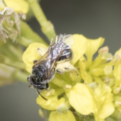 Lasioglossum (Chilalictus) sp. (genus & subgenus) (Halictid bee) at Strathnairn, ACT - 21 Nov 2023 by AlisonMilton