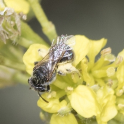 Lasioglossum (Chilalictus) sp. (genus & subgenus) (Halictid bee) at Strathnairn, ACT - 22 Nov 2023 by AlisonMilton