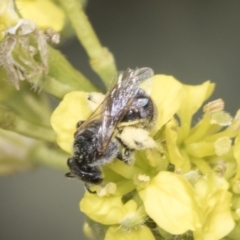 Lasioglossum (Chilalictus) sp. (genus & subgenus) at Strathnairn, ACT - 22 Nov 2023 09:32 AM