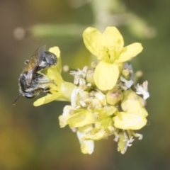 Lasioglossum (Chilalictus) sp. (genus & subgenus) at Strathnairn, ACT - 22 Nov 2023