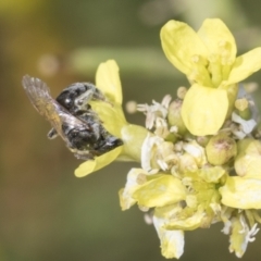 Lasioglossum (Chilalictus) sp. (genus & subgenus) at Strathnairn, ACT - 22 Nov 2023 09:32 AM