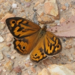 Heteronympha merope (Common Brown Butterfly) at Rugosa - 21 Nov 2023 by SenexRugosus