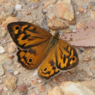 Heteronympha merope (Common Brown Butterfly) at Yass River, NSW - 21 Nov 2023 by SenexRugosus