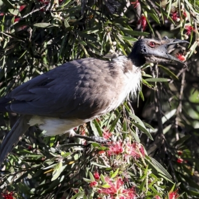 Philemon corniculatus (Noisy Friarbird) at Higgins, ACT - 18 Nov 2023 by AlisonMilton
