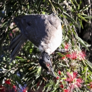 Philemon corniculatus at Higgins, ACT - 19 Nov 2023 06:11 AM