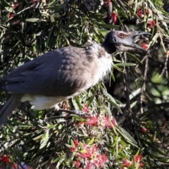 Philemon corniculatus at Higgins, ACT - 19 Nov 2023 06:11 AM