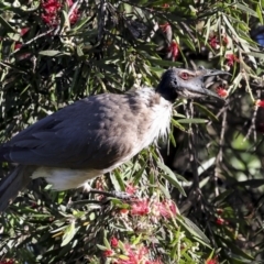 Philemon corniculatus at Higgins, ACT - 19 Nov 2023 06:11 AM