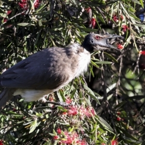 Philemon corniculatus at Higgins, ACT - 19 Nov 2023 06:11 AM