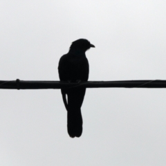 Eudynamys orientalis (Pacific Koel) at GG182 - 23 Nov 2023 by KMcCue