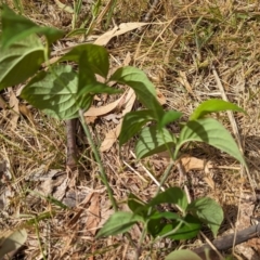 Unidentified Other Shrub at Belconnen, ACT - 22 Nov 2023 by CattleDog