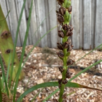 Microtis sp. (Onion Orchid) at Aranda, ACT - 23 Nov 2023 by KMcCue