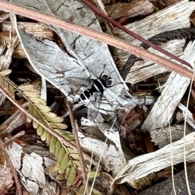 Trigonospila sp. (genus) (A Bristle Fly) at Aranda, ACT - 23 Nov 2023 by KMcCue