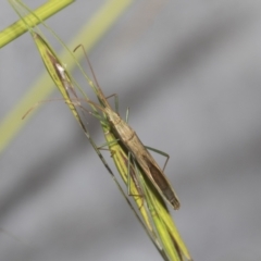 Mutusca brevicornis (A broad-headed bug) at Higgins, ACT - 22 Dec 2022 by AlisonMilton