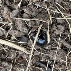 Heteronychus arator (African black beetle) at Aranda, ACT - 23 Nov 2023 by KMcCue