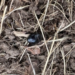 Heteronychus arator at Aranda, ACT - 23 Nov 2023