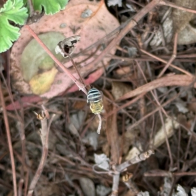 Amegilla sp. (genus) (Blue Banded Bee) at Aranda, ACT - 23 Nov 2023 by KMcCue