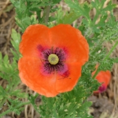 Papaver dubium (Longhead Poppy) at Macarthur, ACT - 23 Nov 2023 by RodDeb