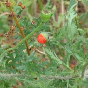 Papaver dubium at Macarthur, ACT - 23 Nov 2023