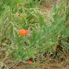 Papaver dubium at Macarthur, ACT - 23 Nov 2023 11:21 AM