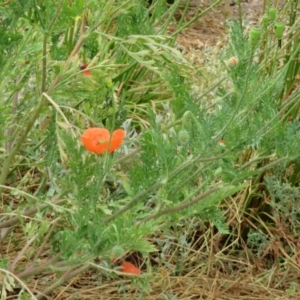 Papaver dubium at Macarthur, ACT - 23 Nov 2023 11:21 AM