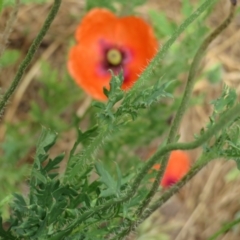 Papaver dubium at Macarthur, ACT - 23 Nov 2023