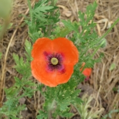 Papaver dubium at Macarthur, ACT - 23 Nov 2023 11:21 AM