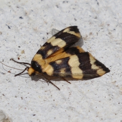 Termessa gratiosa (Termessa gratiosa) at Macarthur, ACT - 23 Nov 2023 by RodDeb