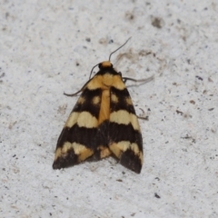 Termessa gratiosa at Macarthur, ACT - 23 Nov 2023