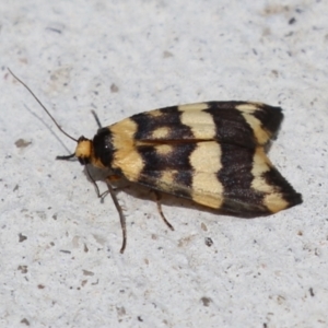 Termessa gratiosa at Macarthur, ACT - 23 Nov 2023