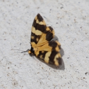 Termessa gratiosa at Macarthur, ACT - 23 Nov 2023