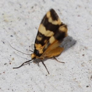 Termessa gratiosa at Macarthur, ACT - 23 Nov 2023