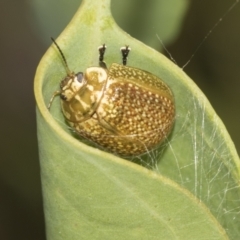 Paropsisterna cloelia (Eucalyptus variegated beetle) at Higgins, ACT - 23 Dec 2022 by AlisonMilton