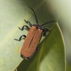 Porrostoma sp. (genus) (Lycid, Net-winged beetle) at Higgins Woodland - 23 Dec 2022 by AlisonMilton