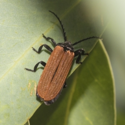 Porrostoma sp. (genus) (Lycid, Net-winged beetle) at Higgins Woodland - 23 Dec 2022 by AlisonMilton