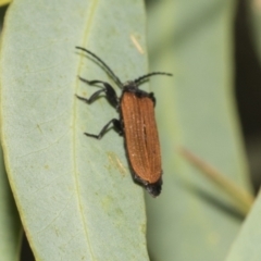 Porrostoma sp. (genus) at Higgins Woodland - 23 Dec 2022 11:04 AM